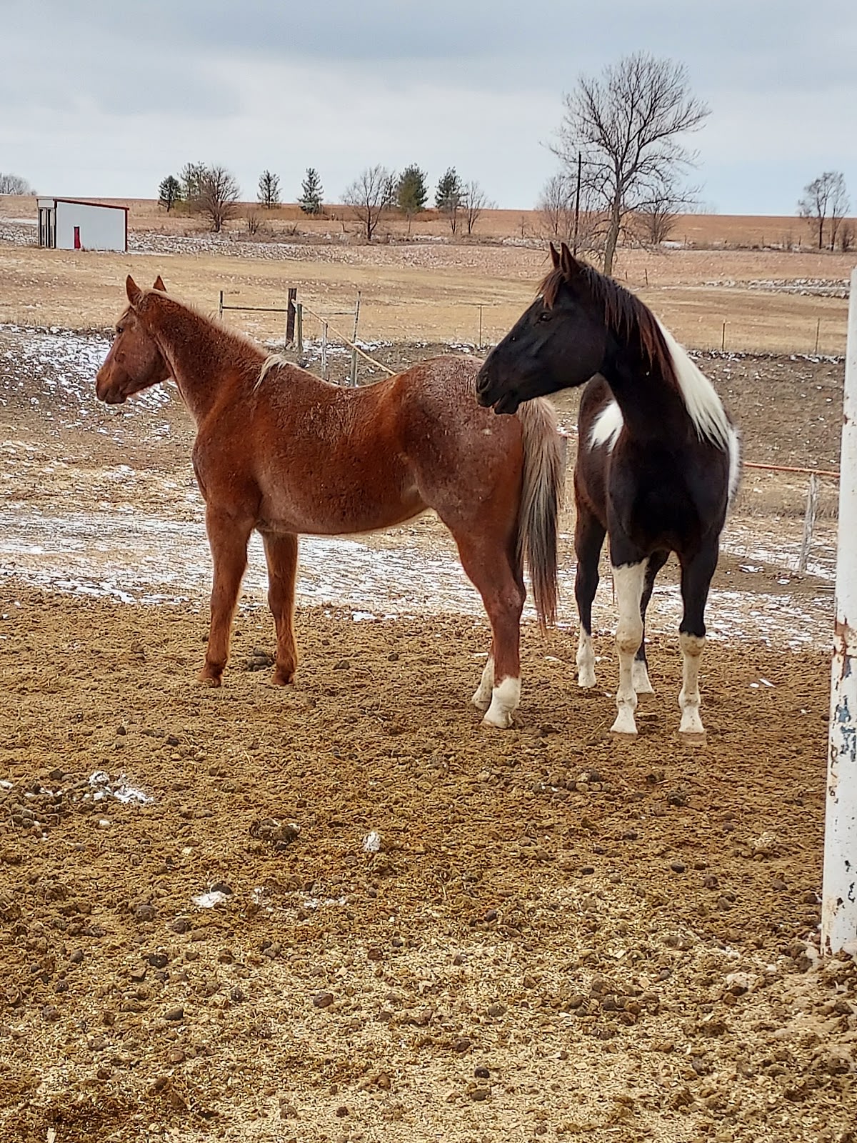 Cornerstone Stables