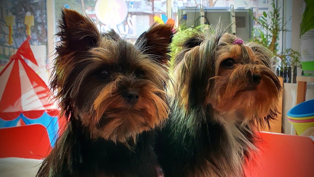 Puppy Day Care . Guardería para "perros pequeños" . Y peluquería para todos los tamaños y razas 🐕🦮🐕‍🦺🐩🦊🐈